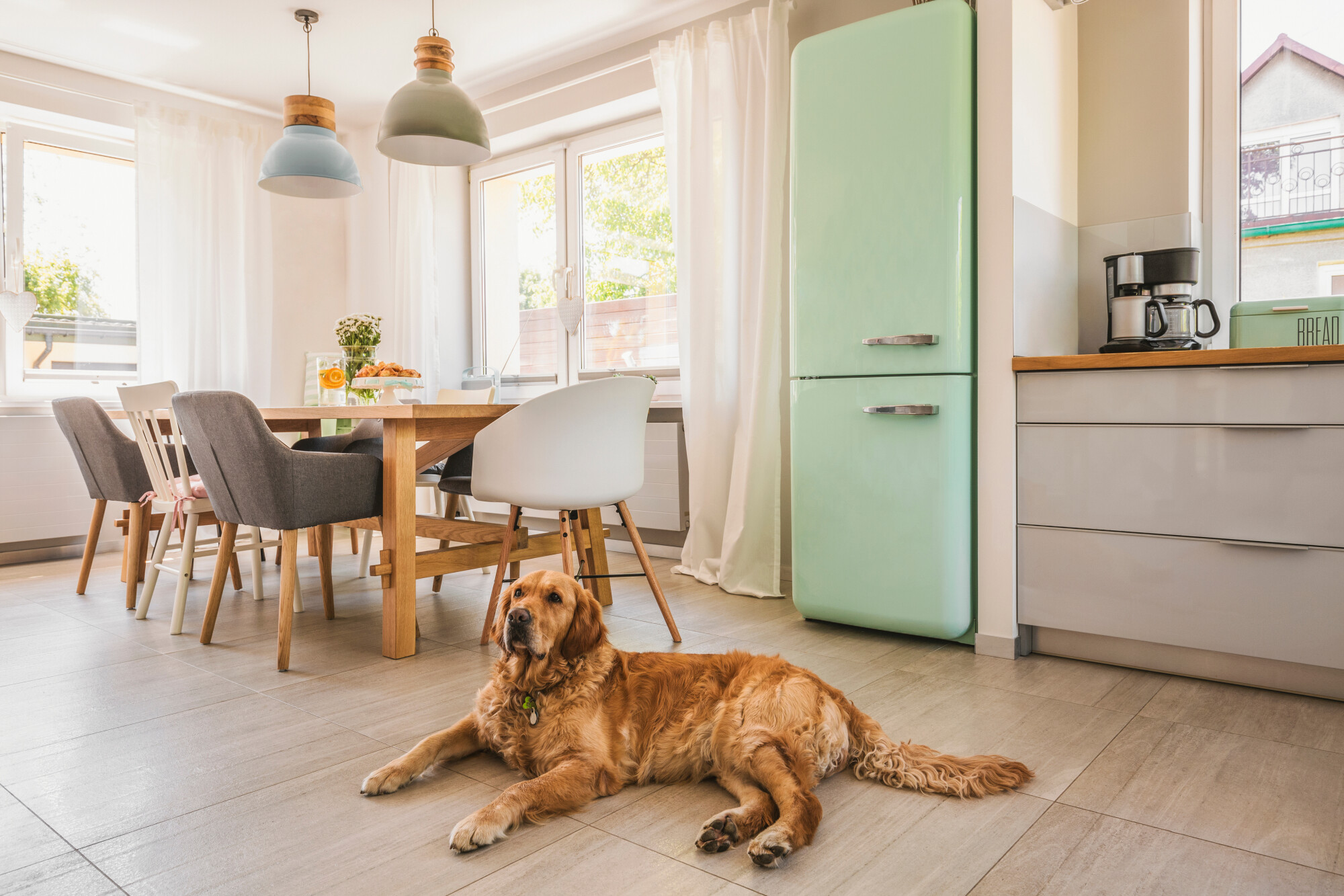 Pros and Cons of Allowing Pets in Your Phoenix, AZ Rental Property